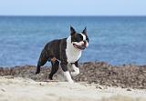 BOSTON TERRIER 299